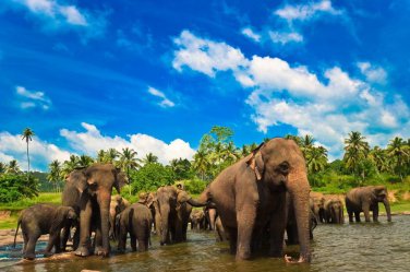 Za velrybami, delfíny a slony na Srí Lanku