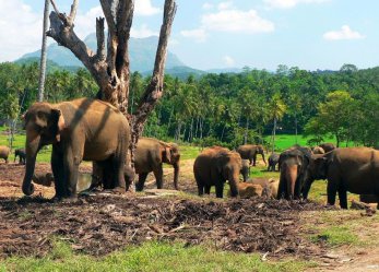 Zeleným rájem Srí Lanky