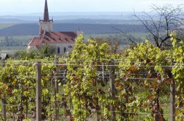 Znojemské vinobraní - Česká republika - Jižní Morava - Znojmo
