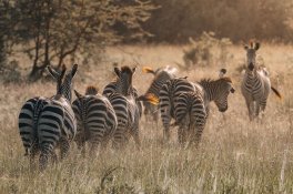 2 Dny Na Safari Saadani S Relaxem Na Zanzibaru - Tanzanie - Zanzibar