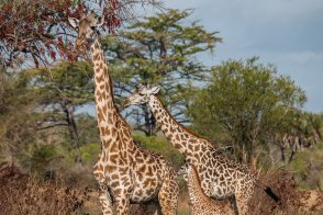 2 Dny Na Safari Saadani S Relaxem Na Zanzibaru - Tanzanie - Zanzibar