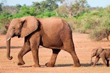 2 Dny Na Safari Selous S Relaxem Na Zanzibaru - Tanzanie - Zanzibar