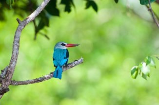 2 Dny Na Safari Selous S Relaxem Na Zanzibaru - Tanzanie - Zanzibar
