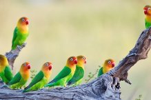 3 Dny na Safari Ngorongoro s relaxem na Zanzibaru - Tanzanie - Zanzibar