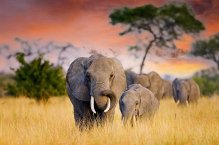 3 Dny na Safari Ngorongoro s relaxem na Zanzibaru - Tanzanie - Zanzibar