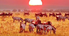 3 Dny na Safari Ngorongoro s relaxem na Zanzibaru