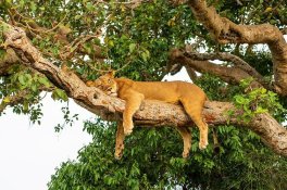 3 Dny Na Safari Saadani S Relaxem Na Zanzibaru - Tanzanie - Zanzibar