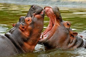 3 Dny Na Safari Saadani S Relaxem Na Zanzibaru - Tanzanie - Zanzibar