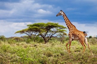 3 Dny Na Safari Saadani S Relaxem Na Zanzibaru - Tanzanie - Zanzibar