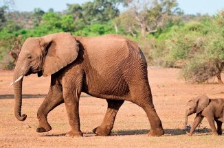 3 Dny Na Safari Saadani S Relaxem Na Zanzibaru - Tanzanie - Zanzibar