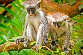 3 Dny Na Safari Selous S Relaxem Na Zanzibaru - Tanzanie - Zanzibar