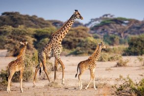 3 Dny Na Safari Selous S Relaxem Na Zanzibaru - Tanzanie - Zanzibar