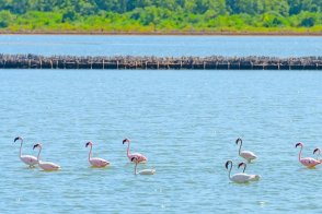 3 Dny Na Safari Selous S Relaxem Na Zanzibaru - Tanzanie - Zanzibar