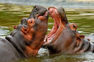 3 Dny Na Safari Selous S Relaxem Na Zanzibaru - Tanzanie - Zanzibar