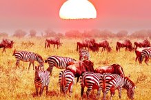 3 Dny na Safari Serengeti s relaxem na Zanzibaru - Tanzanie - Zanzibar