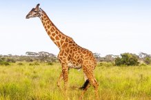 3 Dny na Safari Serengeti s relaxem na Zanzibaru - Tanzanie - Zanzibar