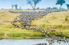 3 Dny na Safari Serengeti s relaxem na Zanzibaru - Tanzanie - Zanzibar