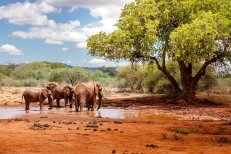 3 Dny na Safari Serengeti s relaxem na Zanzibaru - Tanzanie - Zanzibar