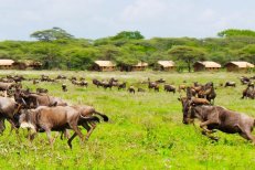 3 Dny na Safari Serengeti s relaxem na Zanzibaru - Tanzanie - Zanzibar