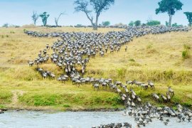 3 Dny na Safari Serengeti s relaxem na Zanzibaru - Tanzanie - Zanzibar