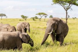 3 Dny na Safari Serengeti s relaxem na Zanzibaru - Tanzanie - Zanzibar