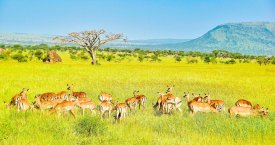 3 Dny na Safari Serengeti s relaxem na Zanzibaru
