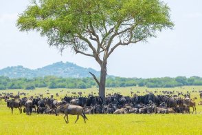 3 Dny na Safari Serengeti s relaxem na Zanzibaru - Tanzanie - Zanzibar