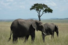 Adventure Safari v Keni - Keňa
