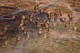 Africké Safari z letadla - Zimbabwe