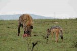 Amboseli, jezero Naivasha a Masai Mara Safari - Keňa
