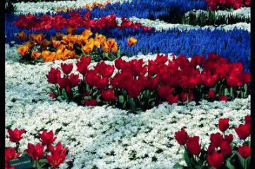 Amsterdam a kvetoucí zahrady Keukenhof - Nizozemsko