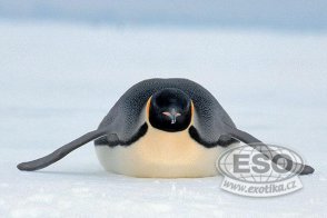 Antarktida - tučňáci císařští - Antarktida