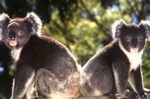 Austrálie - Nový Zéland, za krásami protinožců - Austrálie