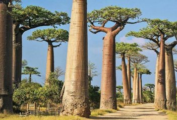 Baobaby Grandidiera - Madagaskar