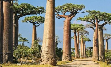 Baobaby Grandidiera