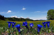 Bavorské zámky Ludvíka II. a soutěska Partnachklamm - Německo