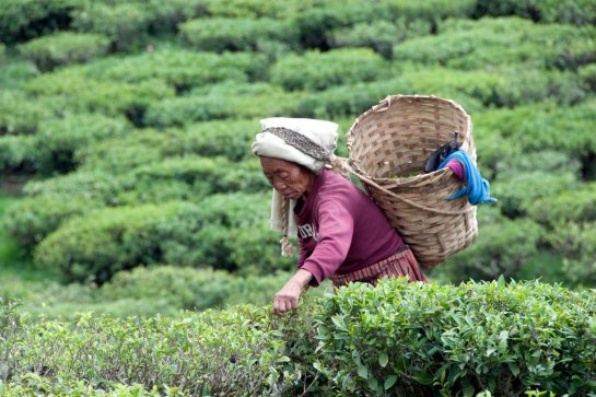 Bhútán, Sikkim, Dardžiling - Bhútán