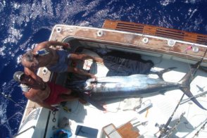 Big Game Fishing - Kuba