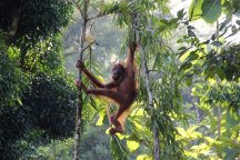 BORNEO, ZA ZVÍŘATY SARAWAKU A SABAHU - Malajsie - Borneo