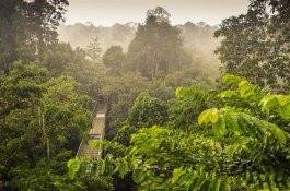 BORNEO, ZA ZVÍŘATY SARAWAKU A SABAHU - Malajsie - Borneo