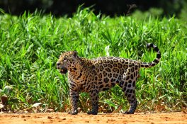 Brazilské safari - Rio, Iguazú, Amazonie a Pantanal - Brazílie