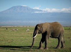 Brutálně krásné safari - Keňa, Tanzánie
