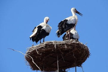 Burgenlandsko plné slunce, čápů a vína - Rakousko