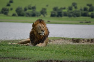 Camping Serengeti a Ngorongoro Safari v Tanzanii - Tanzanie