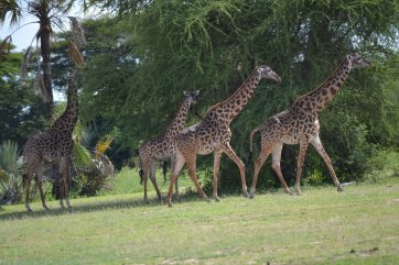Camping Serengeti a Ngorongoro Safari v Tanzanii - Tanzanie