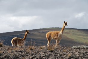 Cesta na rovník - Ekvádor a Galapágy - Ekvádor - Galapágy