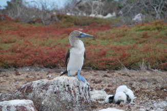 Cesta na rovník - Ekvádor a Galapágy - Ekvádor - Galapágy