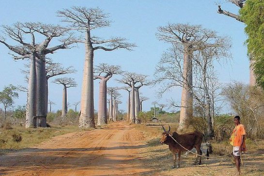 Cesta severními oblastmi ostrova Madagaskar - Madagaskar