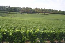 Champagne, UNESCO, víno, katedrály a slavnost Médievales - Francie