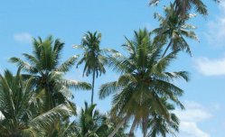 Desroches Island - Seychely - Desroches